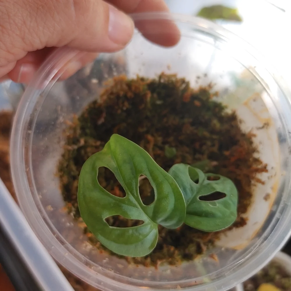 Green Reptile Habitat Plant Accessory